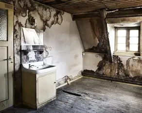 🚨 Mushroom Invasion: The Hidden Threat in Your French Home